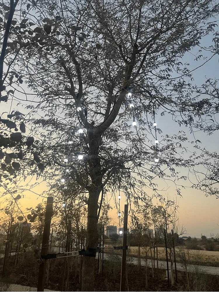 A mature tree strung with small white festoon lights at dusk, staked saplings and a path behind