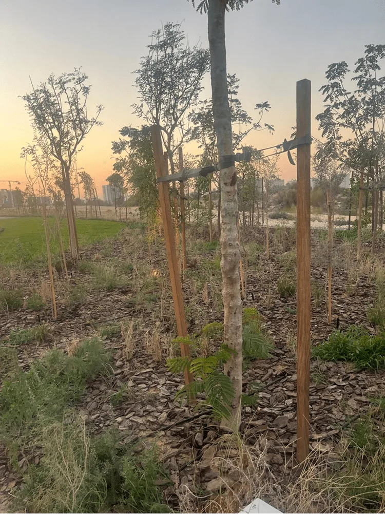 Newly planted saplings held by timber stakes on bare soil, the sunset sky and a slim pole in the background